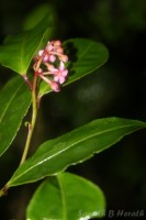 Ardisia gardneri C.B.Clarke